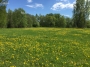 SATIPATTHANA - VIPAŠJANA